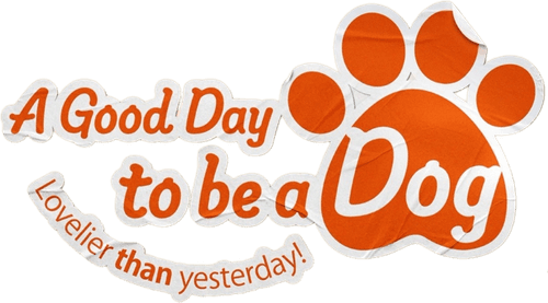 A Good Day to be a Dog