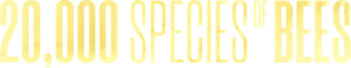 20,000 Species of Bees