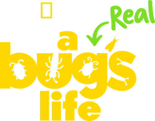 A Real Bug's Life